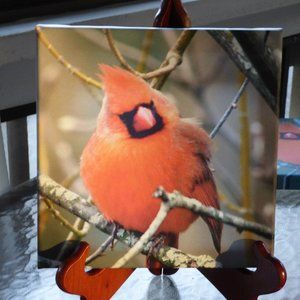 8 x8 Canvas of Cardinal